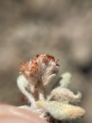 Eriogonum shockleyi