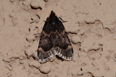 Aglossa cacamica