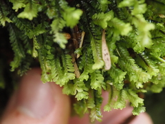 Macrodiplophyllum rubrum