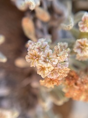 Eriogonum shockleyi