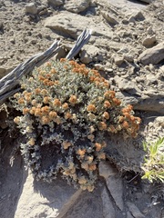 Eriogonum shockleyi