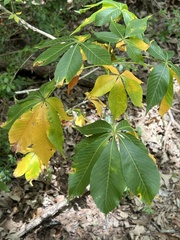 Aesculus glabra arguta