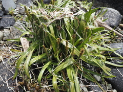 Plantago macrocarpa