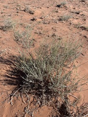 Eriogonum leptocladon