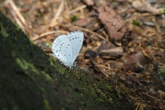 Celastrina argiolus