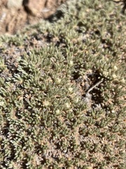 Eriogonum tumulosum