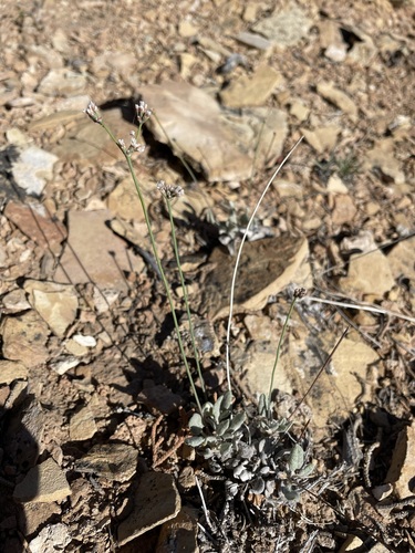 Image of Eriogonum batemanii by (c) Matt Berger, some rights reserved (CC BY)