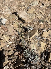 Eriogonum batemanii