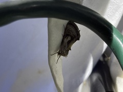 Chrysanympha formosa