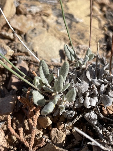 Image of Eriogonum batemanii by (c) Matt Berger, some rights reserved (CC BY)