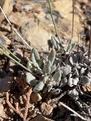 Eriogonum batemanii