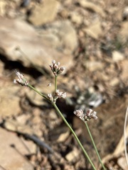 Eriogonum batemanii