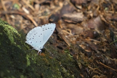 Celastrina argiolus