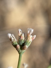 Eriogonum batemanii