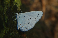 Celastrina argiolus