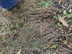 Lepidobolus drapetocoleus