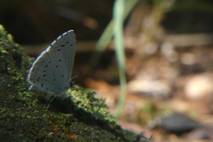 Celastrina argiolus