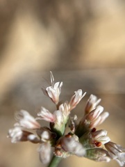 Eriogonum batemanii