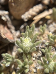 Eriogonum tumulosum
