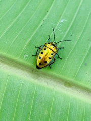 Calliphara