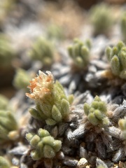 Eriogonum tumulosum