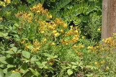 Hypericum