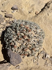 Eriogonum shockleyi