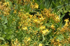 Hypericum