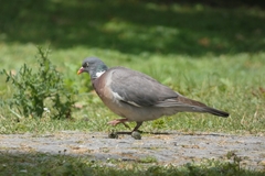Columba palumbus