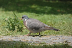 Columba palumbus