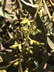 Eucalyptus dalrympleana