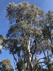 Eucalyptus dalrympleana