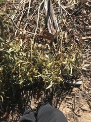 Eucalyptus dalrympleana