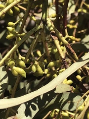 Eucalyptus dalrympleana