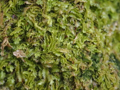 Geocalyx graveolens