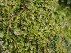Geocalyx graveolens