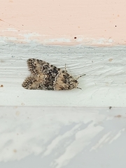 Bryophila domestica