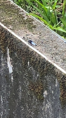 Orthetrum triangulare