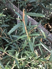 Olearia erubescens
