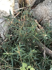 Olearia erubescens