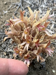 Aphyllon corymbosum
