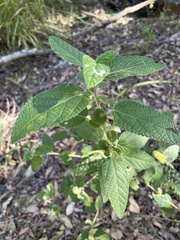 Acalypha nemorum
