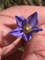 Wahlenbergia stricta stricta
