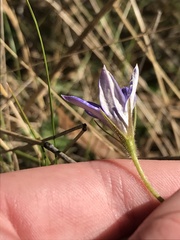 Wahlenbergia stricta stricta
