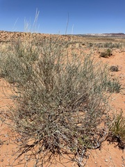Eriogonum leptocladon