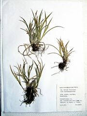 Carex bostrychostigma