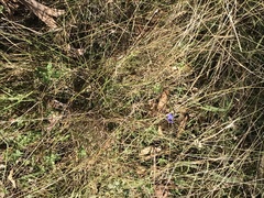 Wahlenbergia stricta stricta