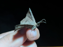 Syllectra congemmalis