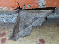 Syllectra congemmalis