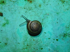 Geotrochus bicolor